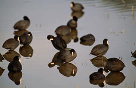 Fotja ("Fulica atra")