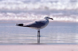 Gavina roja ("Larus audouinii")