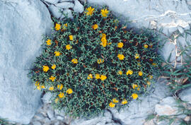 Gatell ("Launaea cervicornis")