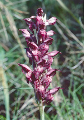 Abellera olorosa ("Anacamptis coriophora")