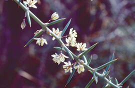 Espareguera mascle ("Asparagus horridus")