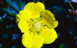 Gram negre ("Potentilla argentea")