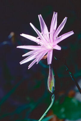 "Stephanomeria virgata"