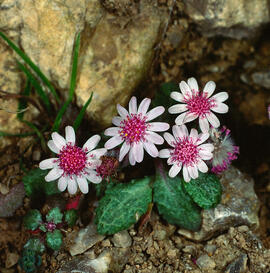 Margalideta de la mar ("Senecio rodriguezii")