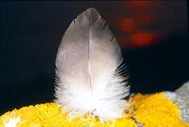 Ploma
