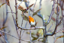 Rupit ("Erithacus rubecula")