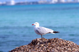 Gavina roja ("Larus audouinii")