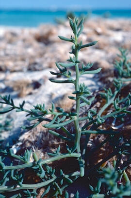 Canyametes ("Suaeda spicata")