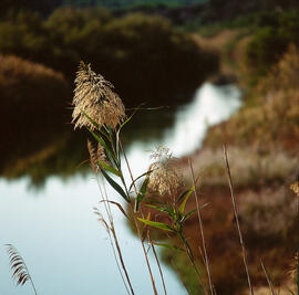 Canya borda ("Phragmites australis")