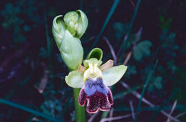 Mosca vermella ("Ophrys tenthredinifera")