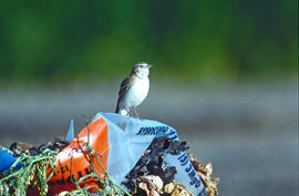 Gorrió teulader ("Passer domesticus")