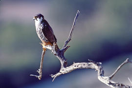 Falcó ("Falco peregrinus")