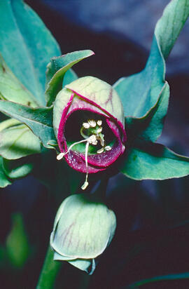 Marxívol ("Helleborus foetidus")