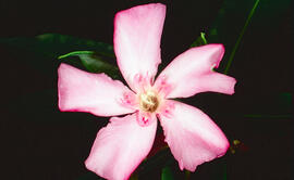 Baladre ("Nerium oleander")