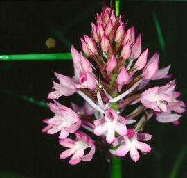 Abellera olorosa ("Anacamptis coriophora")