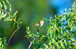 Mosquiter xiulaire ("Phylloscopus sibilatrix")