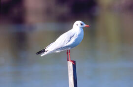 Gavina ("Larus michahellis")