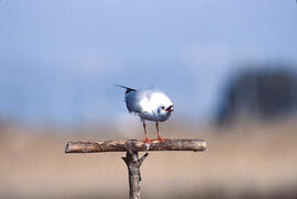 Gavina d'albufera ("Sterna hirundo")