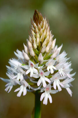 Orquídia piramidal ("Anacamptis pyramidalis")