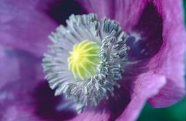 Cascall ("Papaver somniferum")