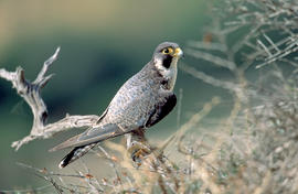 Falcó ("Falco peregrinus")