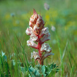 Frare ("Orobanche minor")