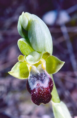 Mosca vermella ("Ophrys tenthredinifera")