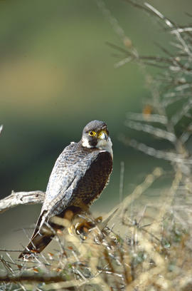 Falcó ("Falco peregrinus")