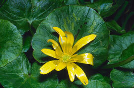 Celidònia ("Ficaria verna")