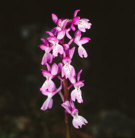 Abellera banyuda ("Ophrys longicornu")