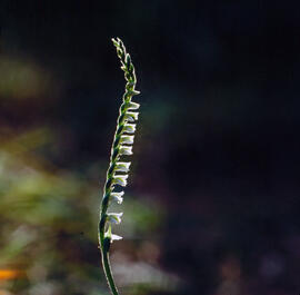 Orquídia de tardor ("Spiranthes spiralis")