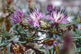 Card estrellat ("Centaurea calcitrapa")