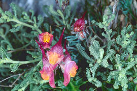 "Linaria aeruginea"