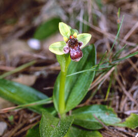 Mosca vermella ("Ophrys tenthredinifera")