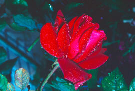 Hibisc ("Hibiscus rosa-sinensis")
