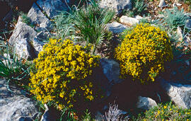 Gatosa ("Genista scorpius")