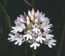 Abellera olorosa ("Anacamptis coriophora")