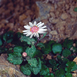 Margalideta de la mar ("Senecio rodriguezii")