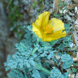 Carxofera de prat ("Glaucium flavum")