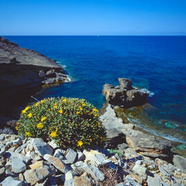 Coixinet de monja ("Launaea cervicornis")
