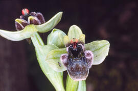 Orquídia abella ("Ophrys apifera")