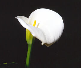 Lliri d'aigua ("Zantedeschia aethiopica")