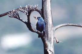 Pàssera ("Monticola cyaneus")