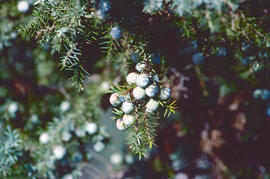 Ginebró o càdec ("Juniperus oxycedrus")