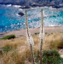 "Sporobolus indicus"