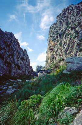 Serra de Tramuntana. Penya-segats al torrent de Parells