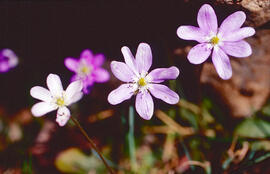 Herba fetgera ("Hepatica nobilis")