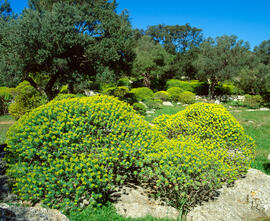 Lleteressa ("Euphorbia dendroides")