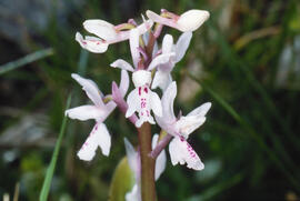 Orquídia ("Orchis mascula")