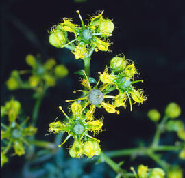 Ruda ("Ruta chalepensis")
